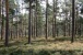 Im Wald in Schweden.