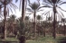 Die Palmen von Douz.